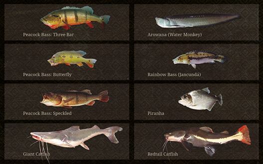 fish species Amazon Brazil