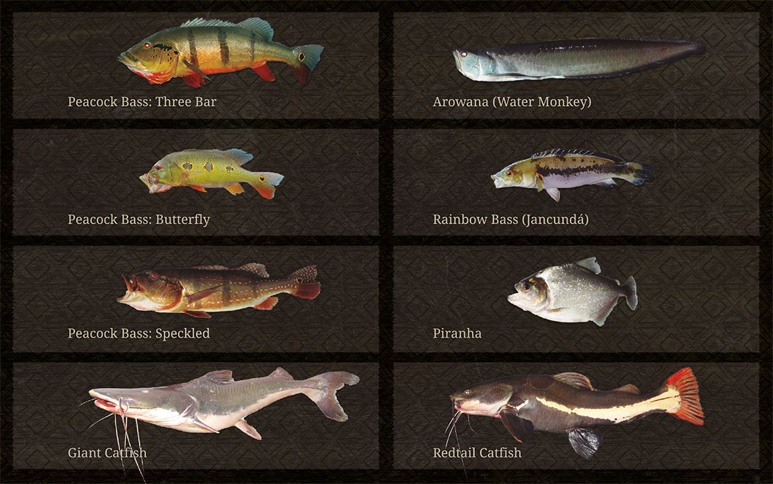 fish species Amazon Brazil