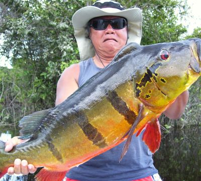 Amazon Peacock bass Fishing