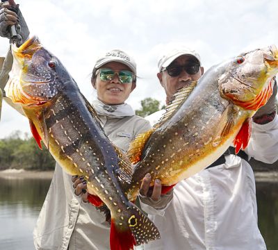 Arapaima (Pirarucu)