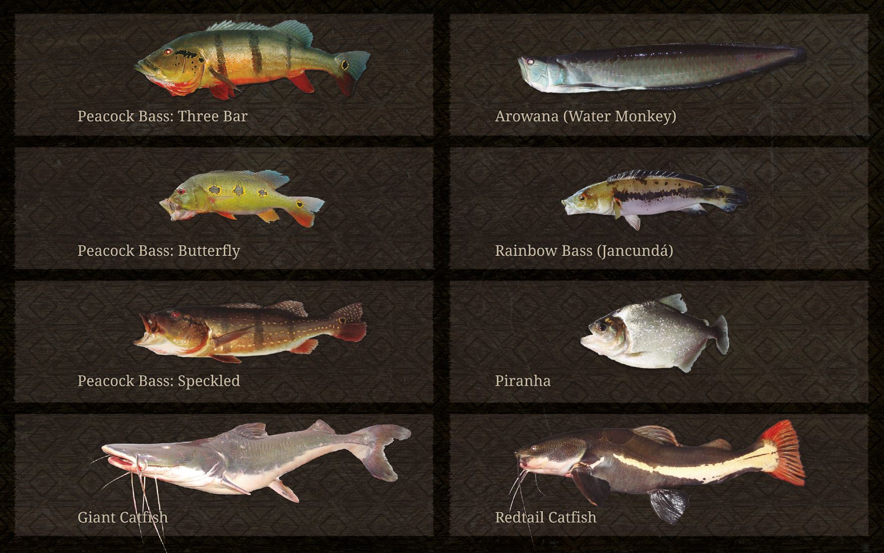 Spots And Species From Amazon Brazil With Capt Peacock Spots And Species From Amazon Brazil With Capt Peacock