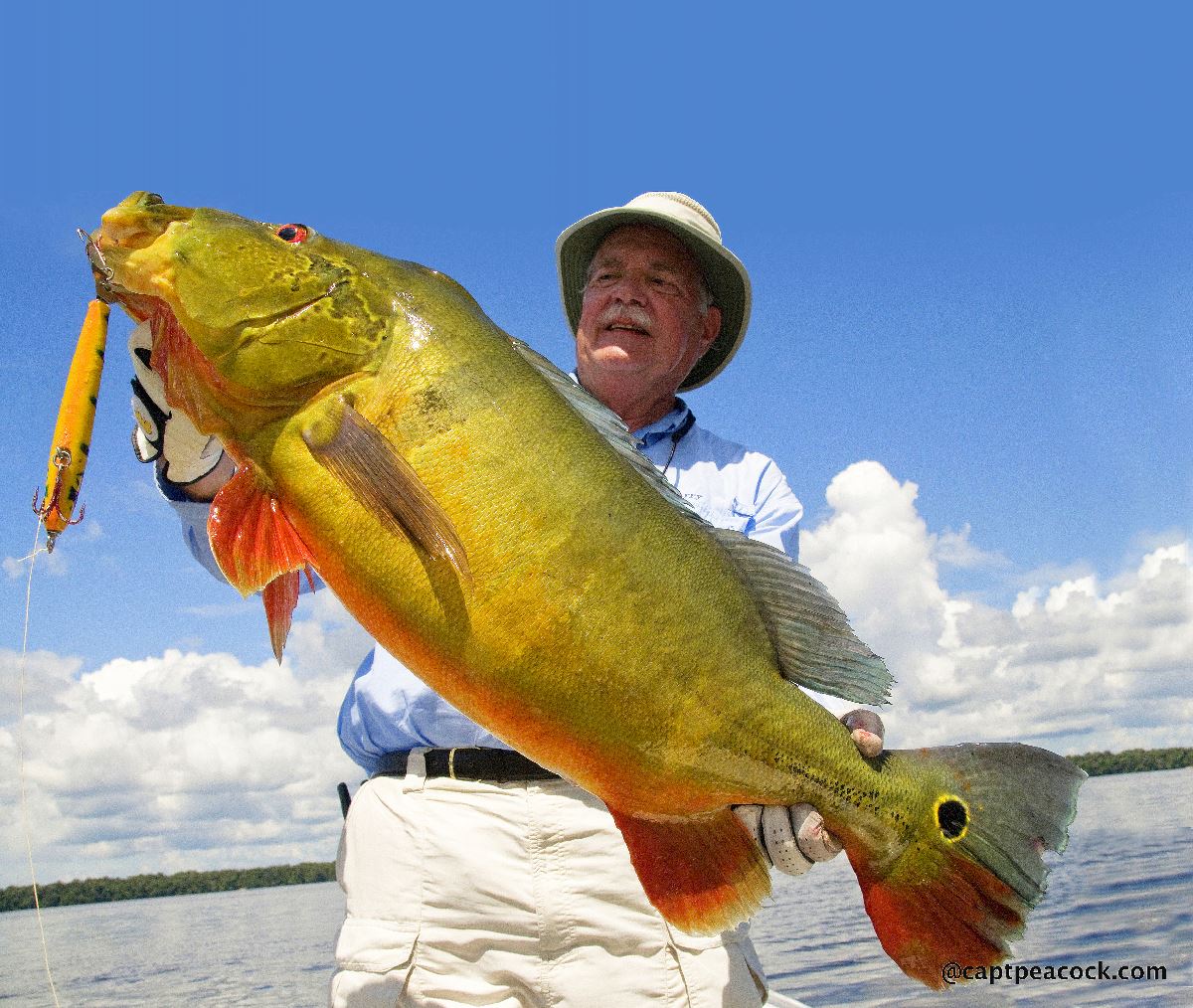 Peacock Bass fishing in the Rivers of the , Brazil.